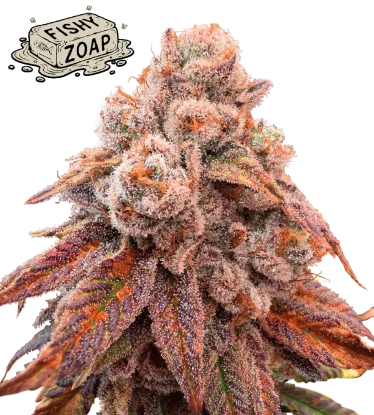 Fishy Zoap© Feminized Collectible Seeds