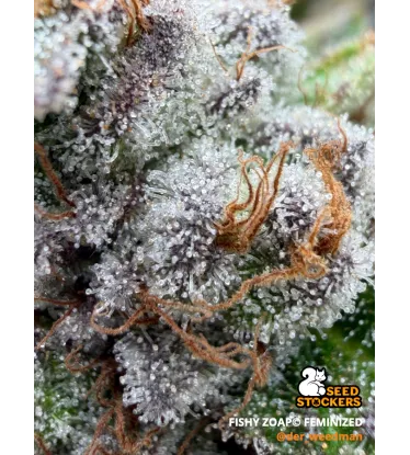 Fishy Zoap© Feminized Collectible Seeds