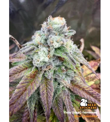 Fishy Zoap© Feminized Collectible Seeds
