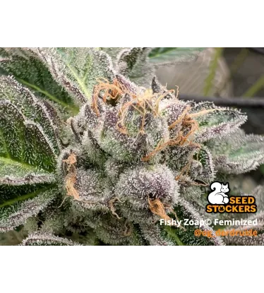 Fishy Zoap© Feminized Collectible Seeds