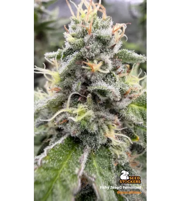Fishy Zoap© Feminized Collectible Seeds