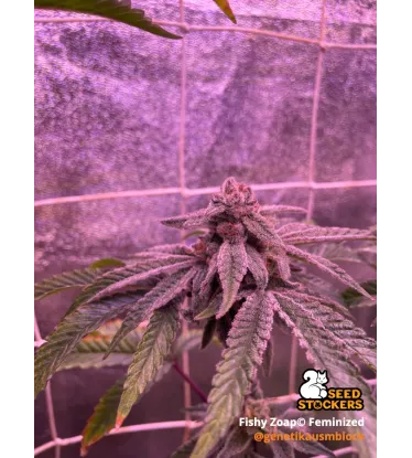 Fishy Zoap© Feminized Collectible Seeds