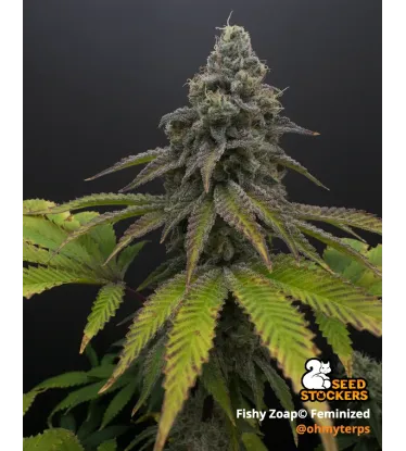 Fishy Zoap© Feminized Collectible Seeds