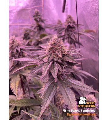 Fishy Zoap© Feminized Collectible Seeds