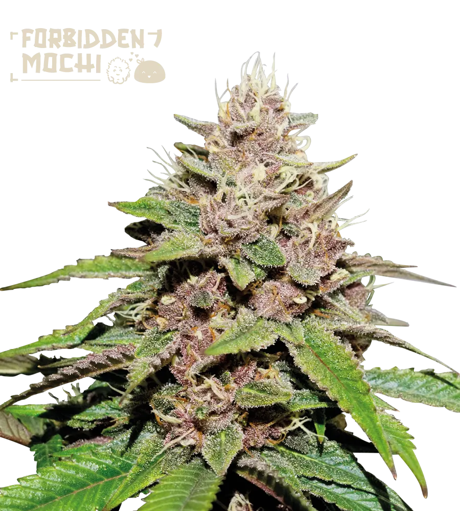 Forbidden Mochi© Collectible Autoflowering Seeds