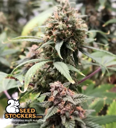 Forbidden Mochi© Collectible Autoflowering Seeds