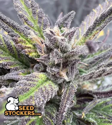 Forbidden Mochi© Collectible Autoflowering Seeds