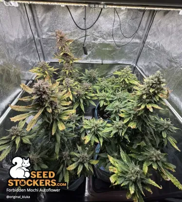Forbidden Mochi© Collectible Autoflowering Seeds