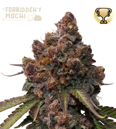 Forbidden Mochi© Feminized Collectible Seeds