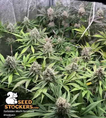 Forbidden Mochi© Feminized Collectible Seeds