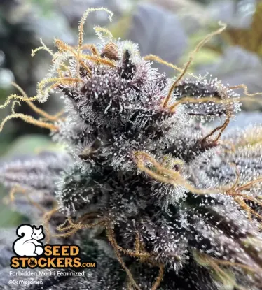 Forbidden Mochi© Feminized Collectible Seeds