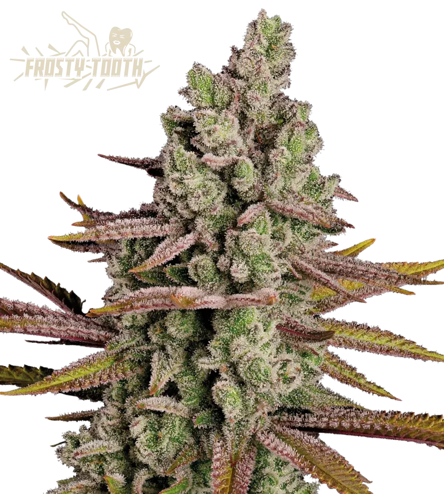 Frosty Tooth© Feminized Collectible Seeds