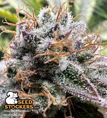 Frosty Tooth© Feminized Collectible Seeds