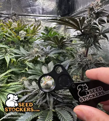 Frosty Tooth© Feminized Collectible Seeds