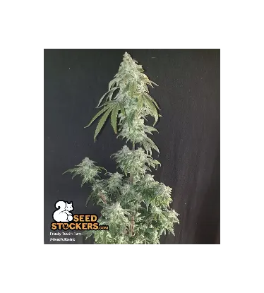 Frosty Tooth© Feminized Collectible Seeds