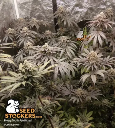 Frosty Tooth© Feminized Collectible Seeds