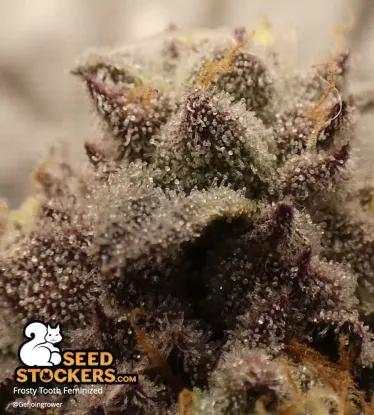 Frosty Tooth© Feminized Collectible Seeds