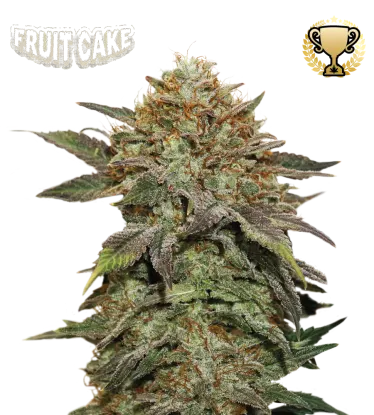 Fruit Cake© Collectible Feminized Seeds