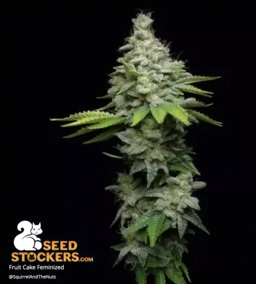Fruit Cake© Collectible Feminized Seeds