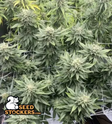 Fruit Cake© Collectible Feminized Seeds