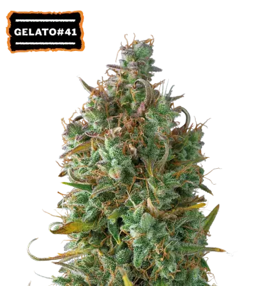 Gelato 41 Autoflowering Collectible Seeds
