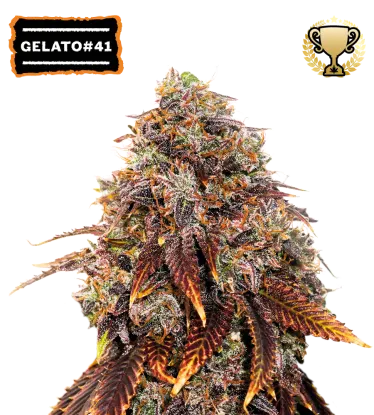 Gelato 41 Feminized Collectible Seeds