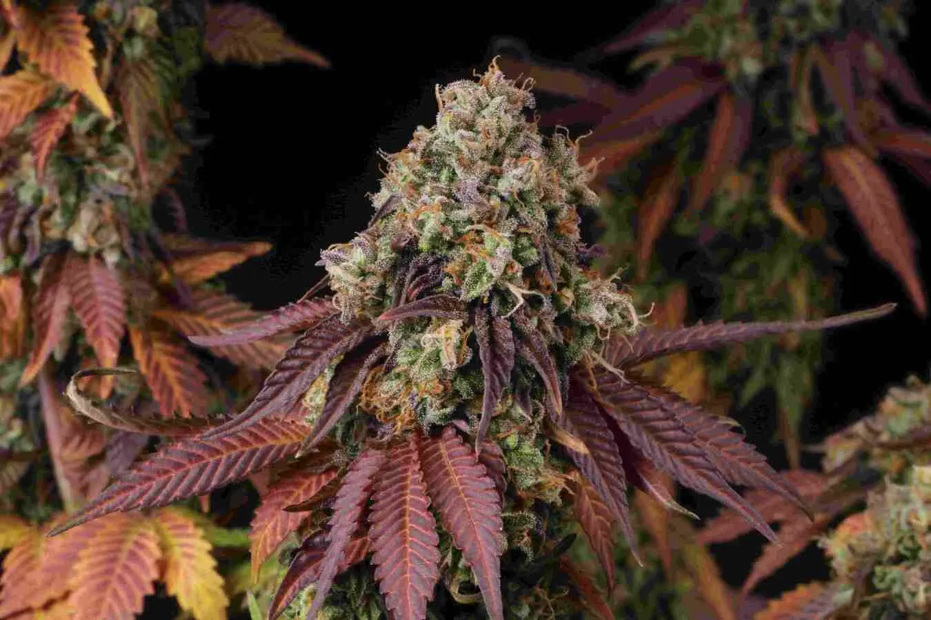 Gelato 41 Feminized Collectible Seeds