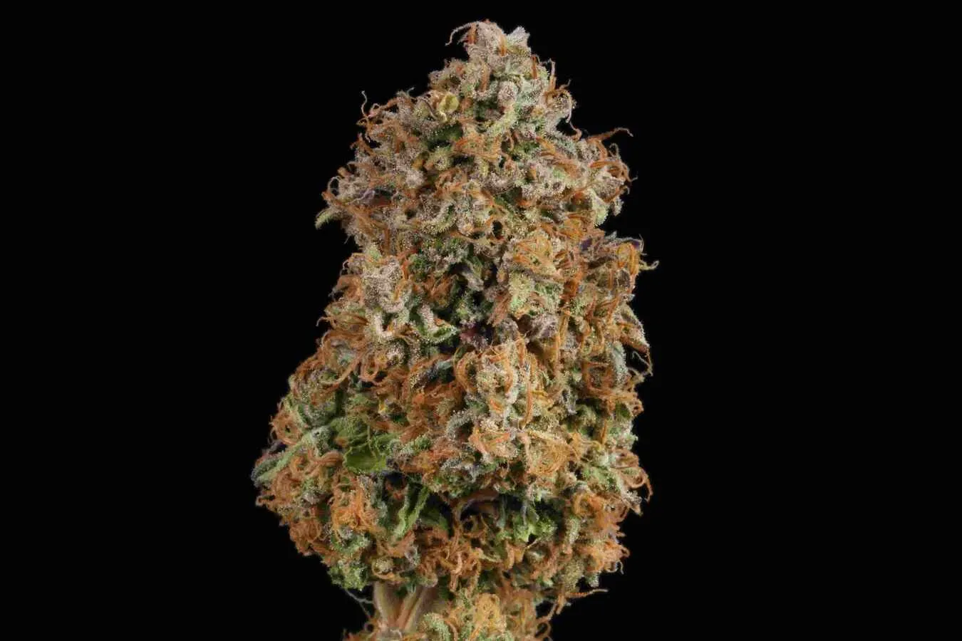Gelato 41 Feminized Collectible Seeds