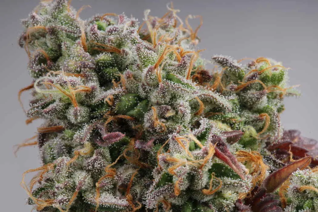 Gelato 41 Feminized Collectible Seeds