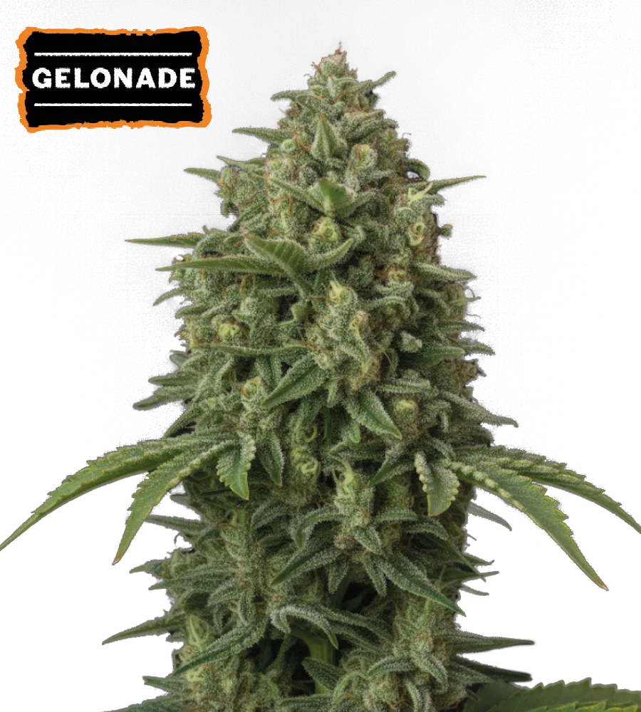 Gelonade Collectible Autoflowering Seeds