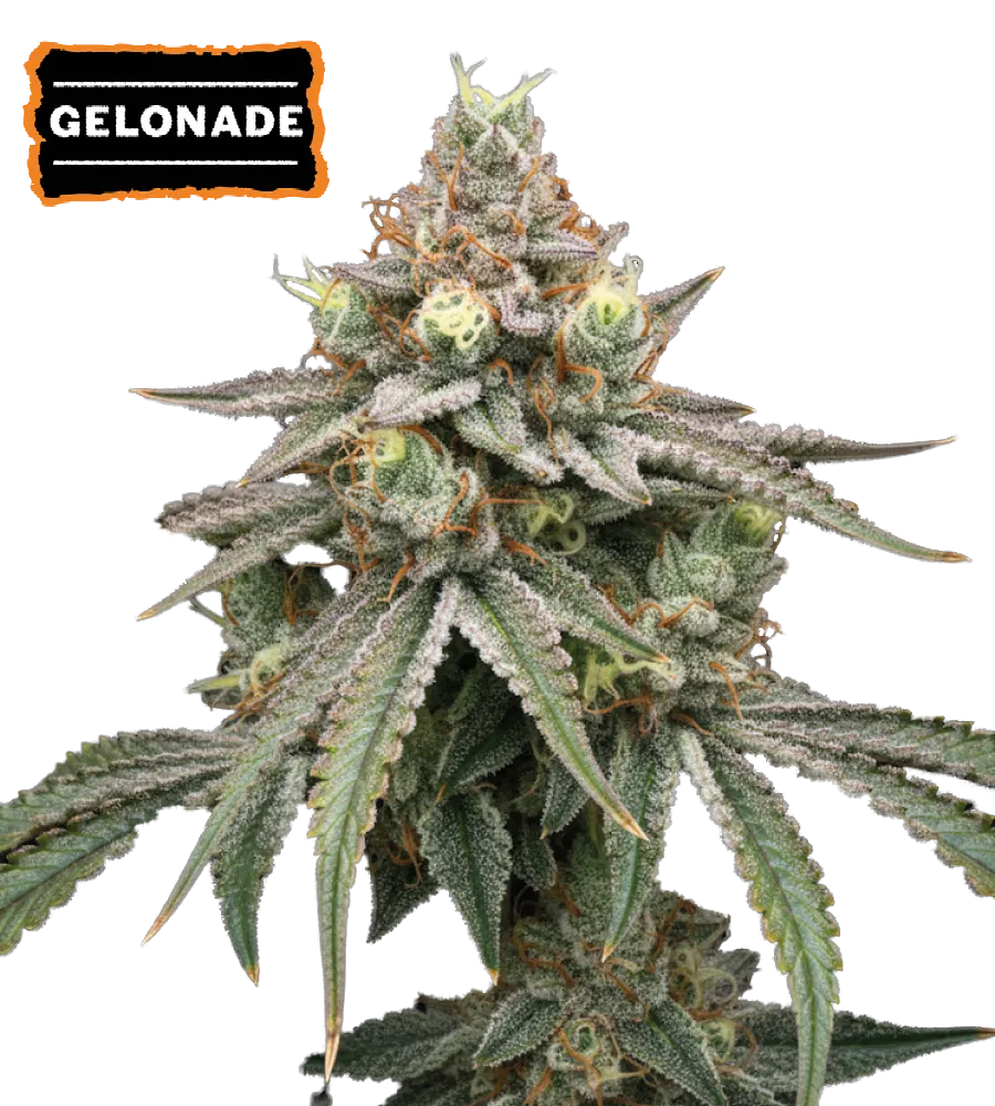Gelonade Feminized Collectible Seeds
