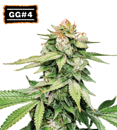 GG#4 Autoflowering Collectible Seeds