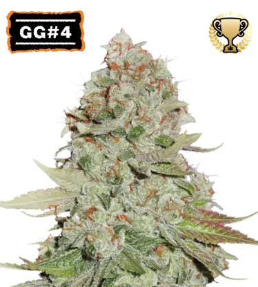 GG#4 Feminized Collectible Seeds