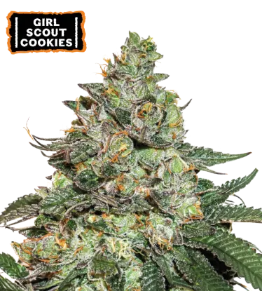 Girl Scout Cookies Collectible Autoflowering Seeds