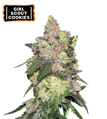Girl Scout Cookies Feminized Collectible Seeds