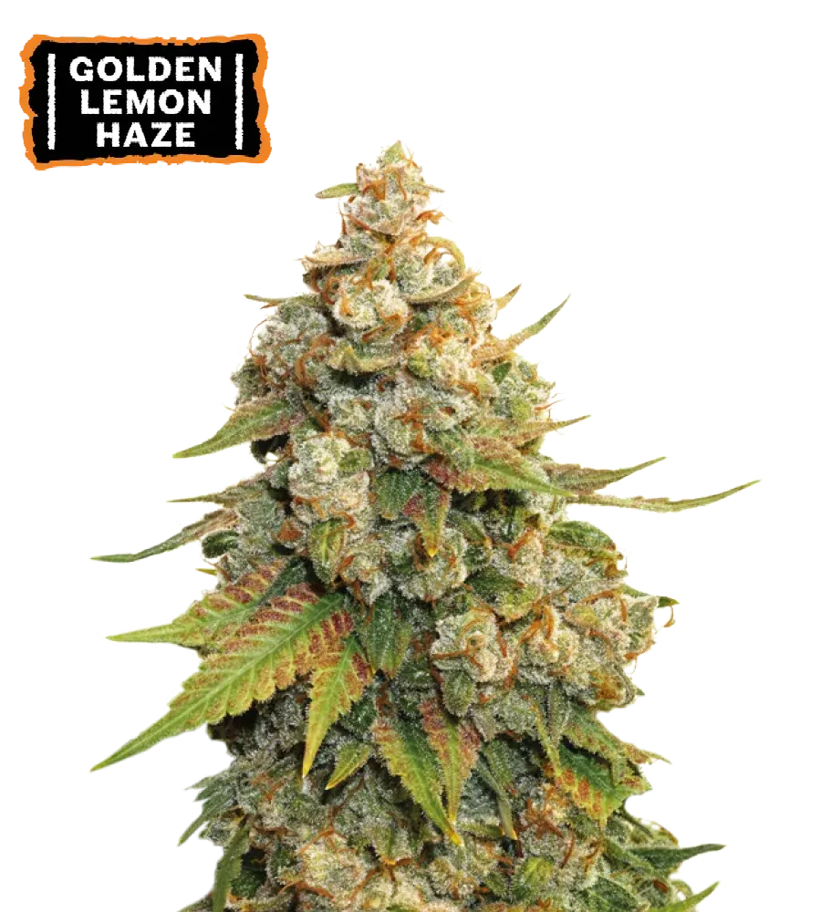 Golden Lemon Haze Feminized Collectible Seeds