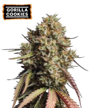 Gorilla Cookies Autoflowering Collectible Seeds