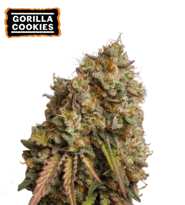 Gorilla Cookies Feminized Collectible Seeds