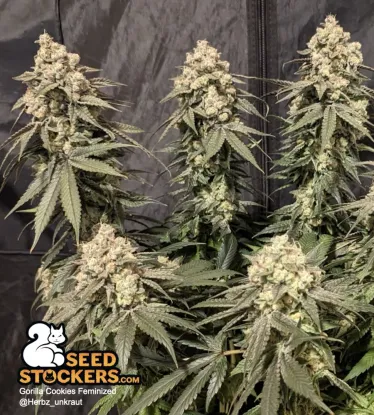Gorilla Cookies Feminized Collectible Seeds