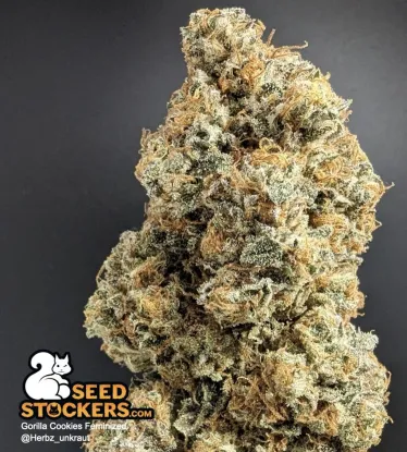 Gorilla Cookies Feminized Collectible Seeds