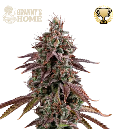 Granny's Home© Feminized Collectible Seeds