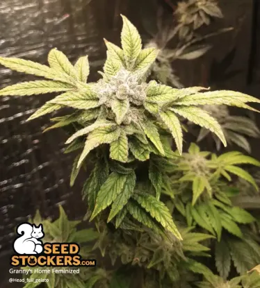 Granny's Home© Feminized Collectible Seeds