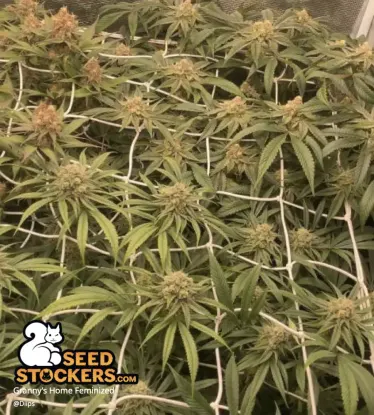 Granny's Home© Feminized Collectible Seeds