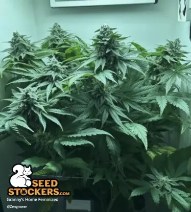 Granny's Home© Feminized Collectible Seeds