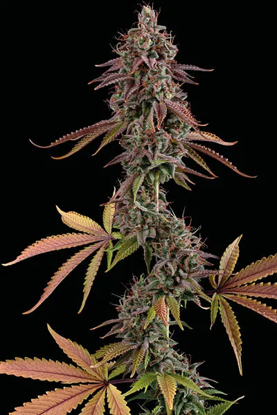 Granny's Home© Feminized Collectible Seeds