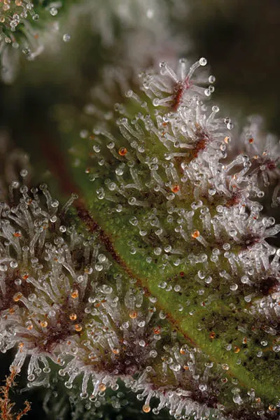 Granny's Home© Feminized Collectible Seeds