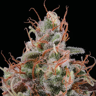 Granny's Home© Feminized Collectible Seeds