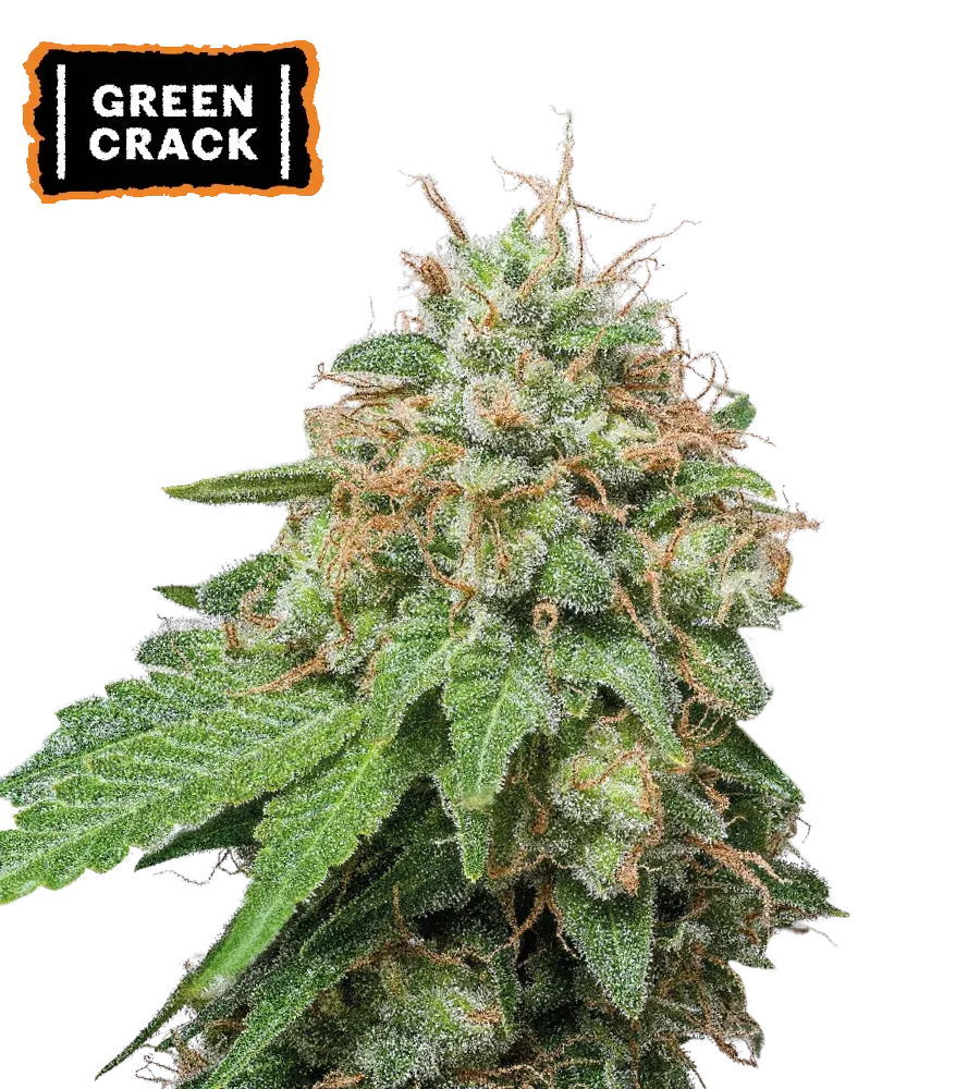 Green Crack Autoflowering collectible seeds