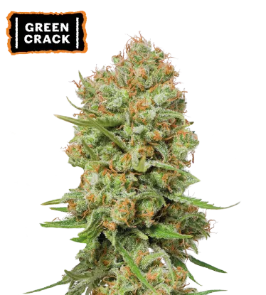 Green Crack Feminized Collectible Seeds