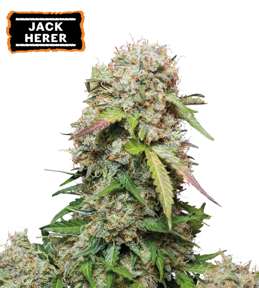 Jack Herer Autoflowering Collectible Seeds
